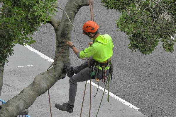 Top-rated Aberdeen tree surgeons for reliable tree care
